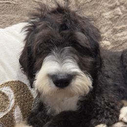 Red Collar - Sheepadoodle puppy from CelticDoods