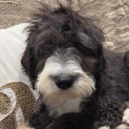 Red Collar - Sheepadoodle puppy from CelticDoods