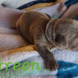 Green - Chocolate male Labrador Retriever puppy in Anderson, Texas from TLS Retrievers