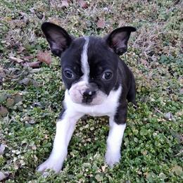 Lucas - Black brindle and white male Boston Terrier puppy in Smallett, Missouri from B's Bostons