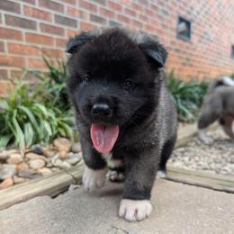 Saki's Boy 4 - Black, fawn undercoat male Akita puppy in South Carolina from Sierra Mountain Akitas