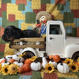 Scooby - Gray and tan male Dachshund puppy in Fort Bend County, Texas from Dolly’s Darling