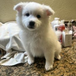 Kiko - White male American Eskimo Dog puppy in Hesperia, California from Bella's American Eskimos