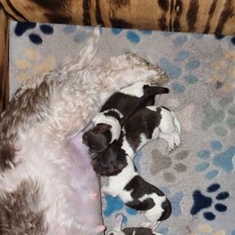 Havanese puppies from Coyle Havanese Babies