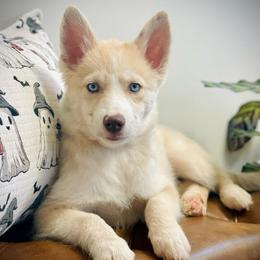Mink - Merle female Pomsky puppy in Greenville, South Carolina from Thicketty Mountain Pomskies