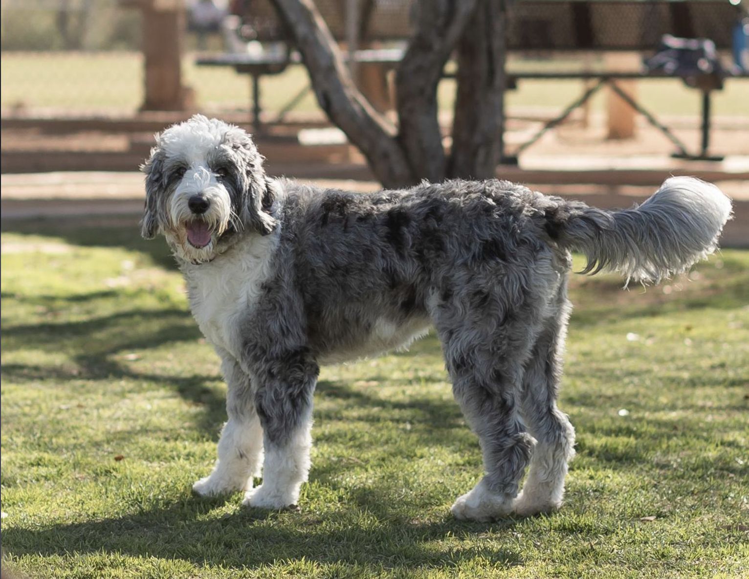 Aussiedoodle - Raça de cachorro