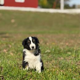 Boy 3 - Black tri-color male Australian Shepherd puppy in Argyle, Iowa from Country Time Kennels