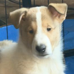 Collies from Castlebar Collies