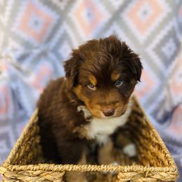 Australian Shepherd Puppies from Jo’s Aussies