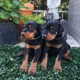 Doberman Pinscher Puppies from Schloss Velburg Dobermanns