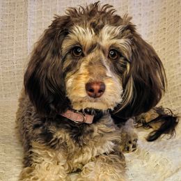 Liberty - Goldendoodle