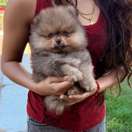 Hermes - Orange sable male Pomeranian puppy in Waterloo, Indiana from Garcias Pomeranian