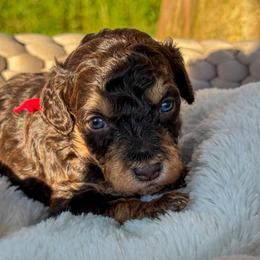 Cap'n Crunch - Brown male Bernedoodle puppy in Rose Hill, North Carolina from Red Door Canines