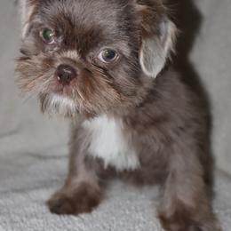 Poppy-Lilac - Lilac female Shih Tzu puppy in Clinton, Tennessee from Southland’s Shih Tzus