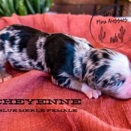 Girl 3 - Blue merle female Miniature Australian Shepherd puppy in Apache Junction, Arizona from Circle T Mini Aussies
