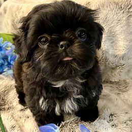 Shih Tzu Puppies from Amy’s Awesome Shih Tzus