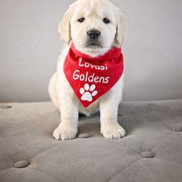 Golden Retriever Puppies from Lovasi Goldens