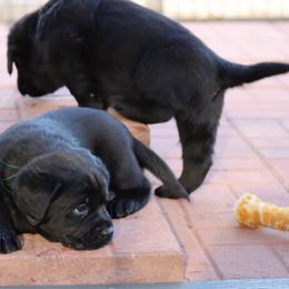Labrador Retriever Puppies from Ashland Labradors