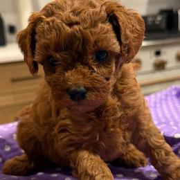 Girl 3 - female Cavapoo puppy in Lavon, Texas from Magnolia Prairie Doodles