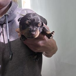 Light Blue - Black and mahogany male Rottweiler puppy in Tangent, Oregon from Raya's Royals