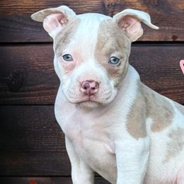 American Bullies from High Top Kennels