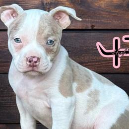American Bullies from High Top Kennels