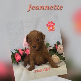Pink - Red female Labradoodle puppy in Vancouver, Washington from Vancouver Doodles Buddies