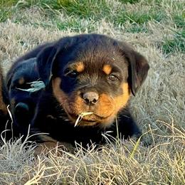 Rottweiler Puppies from Gottlïchen Rottweilers