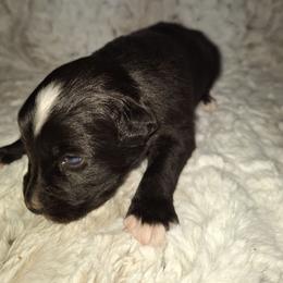 Black bi male - Black & white male Australian Shepherd puppy in Sioux Falls, Sd Area, South Dakota from Diamond Aussies N the Rough