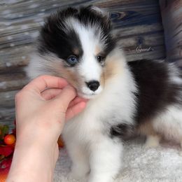 Atlas - Shetland Sheepdog puppy in Elk, Washington from Asgard Shetland Sheepdogs