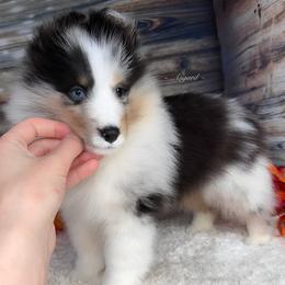 Atlas - Shetland Sheepdog puppy in Elk, Washington from Asgard Shetland Sheepdogs