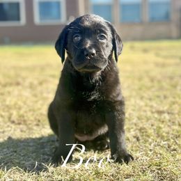 Boo - Black female Dilute Retriever puppy in Rockwall, Texas from T3 Pups
