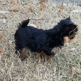 Yorkshire Terrier Puppies from Rosemark Kennel Yorkies