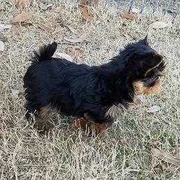 Yorkshire Terrier Puppies from Rosemark Kennel Yorkies