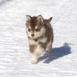 Jovi - Chocolate female Pomsky puppy in Moultonborough, New Hampshire from Foxfire Arctic Spitz