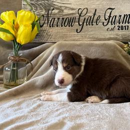 Spur - White and red male Border Collie puppy in Moody, Texas from Narrow Gate Farm