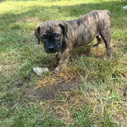 Boerboel Puppies from Josef Okunas