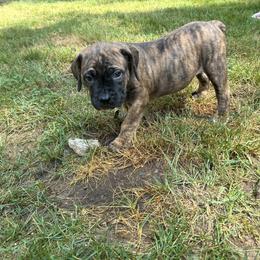 Boerboel Puppies from Josef Okunas