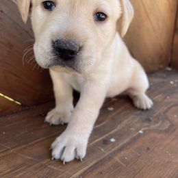 Girl 5 - female Labrador Retriever puppy in Goldendale, Washington from Mountain View Kennels