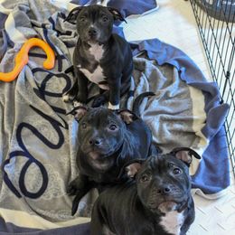 Staffordshire Bull Terrier Puppies from Ol'Wood Stafford's