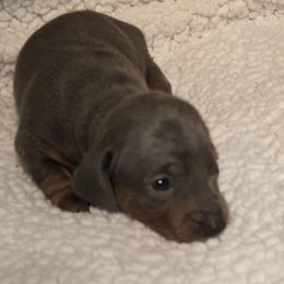 Lena - Blue and tan female Dachshund puppy in Dayton, Ohio from Jen's Mini Dachshunds