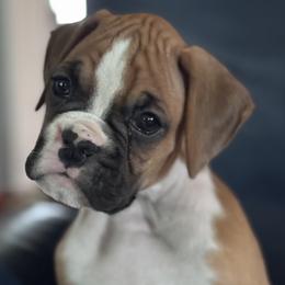 Boxer Puppies from TwinBrook Boxers