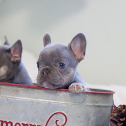 French Bulldog Puppies from Cream of the Crop Frenchies