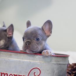 French Bulldog Puppies from Cream of the Crop Frenchies