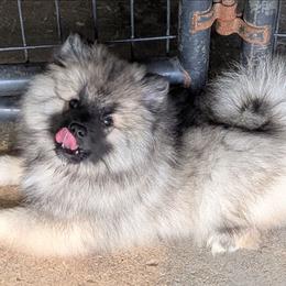 ORANGE GIRL - Black and silver female Keeshond puppy in Fayetteville, Tennessee from Erbekees-Keeshonden