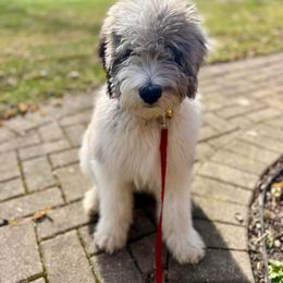 Bernedoodle and Goldendoodle Puppies from A.N.A. Doodles