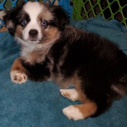 Australian Shepherd, Miniature Australian Shepherd, and Toy Australian Shepherd Puppies from Rumour Has It Aussies