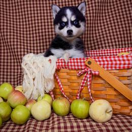Onyx - Black and white female Pomsky puppy in Troy, Montana from Sun-Kissed Mountain Homestead