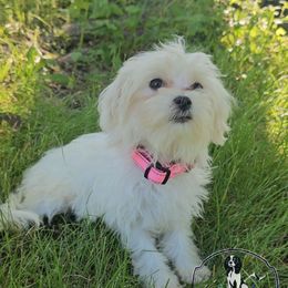Haven (Havamalt) - White female Companion Cross puppy in Neosho, Missouri from Pups on the Ridge