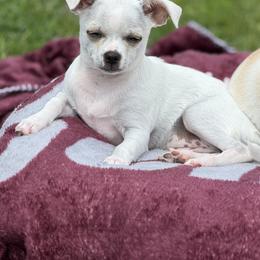 Billy - Cream and white male Chihuahua puppy in Amity, Pennsylvania from Rhoda and Verna